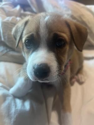 Meat Tenderizer, Catahoula Leopard Dog, available for adoption