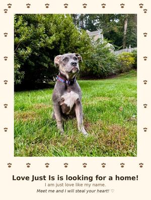 A gray dog with a white chest sitting on grass, surrounded by a border of paw prints and text that reads "Love Just Is is looking for a home! I am just love like my name. Meet me and I will steal your heart!"