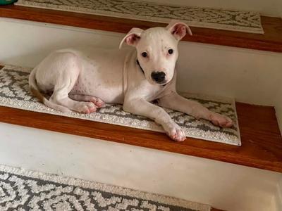 Lightshow, Boxer, available for adoption