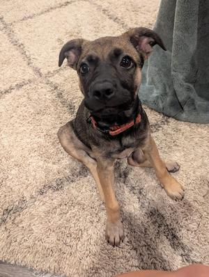 Off Side, Labrador Retriever, puppy, available for adoption