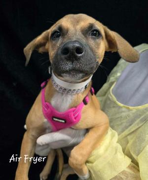 Air Fryer, Shepherd (Unknown Type) / 31 Flavors Mixes, puppy, available for adoption