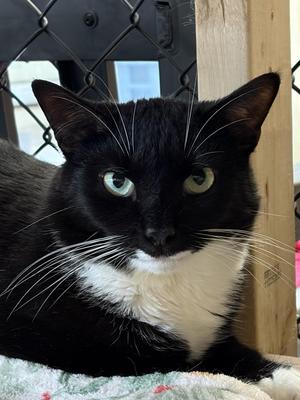 Bronx, adult, available for adoption