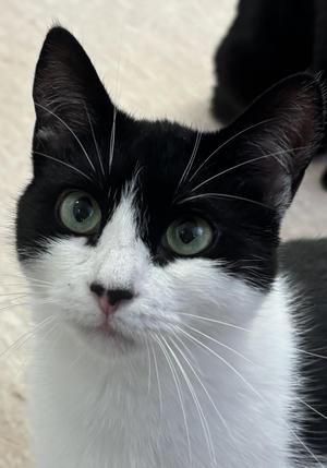 Aurelia, young, available for adoption