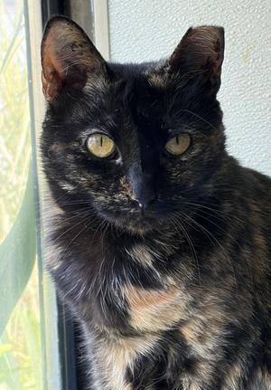 Citronella, adult, available for adoption