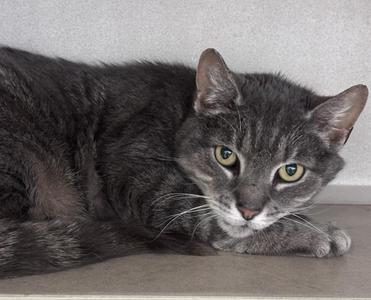 A grey tabby cat with yellow eyes lies on a grey surface, looking towards the camera.