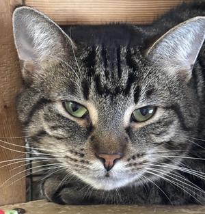 Charlie Barley, adult, available for adoption