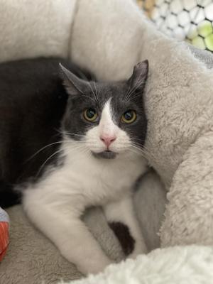 Eric, adult, available for adoption