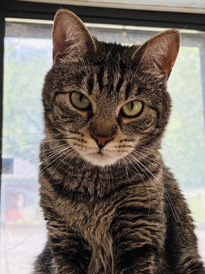 Abby Tabby, adult, available for adoption