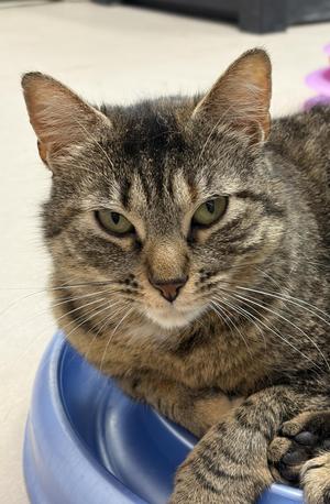 Cantina, adult, available for adoption