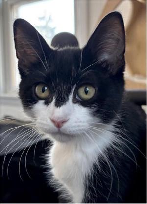 Jackolope, kitten, available for adoption