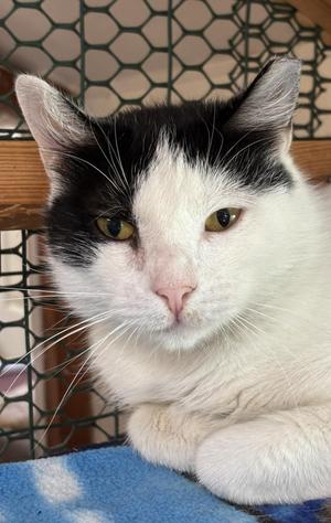 Eris, adult, available for adoption