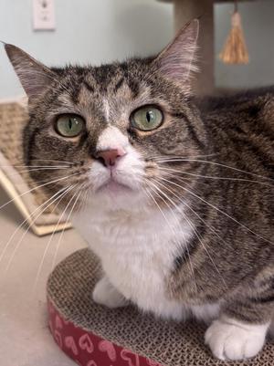 Jodie, adult, available for adoption