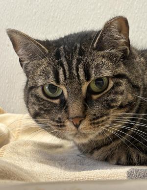Glimmer, adult, available for adoption