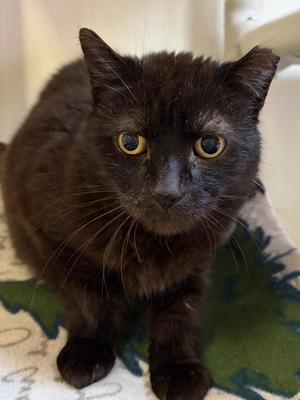 Flash Gordon, adult, available for adoption