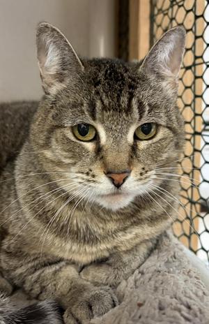 A close-up headshot of a tabby cat with green eyes looking directly at the camera.
