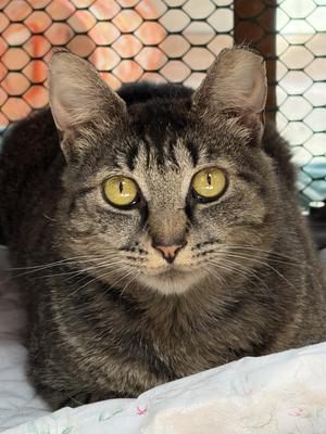 Chalupa, adult, available for adoption