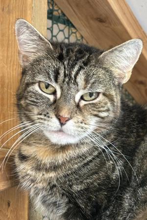 Charmaine, adult, available for adoption