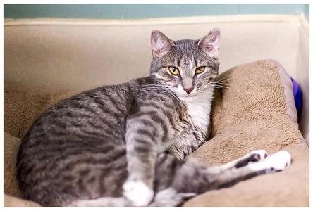 A tabby cat with white chest and paws is lying on a brown cushion.