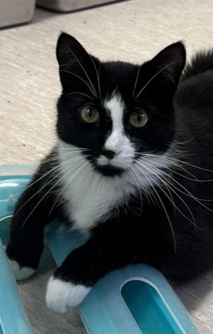 Cannonball, young, available for adoption