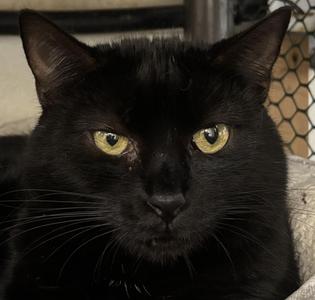 Espresso, adult, available for adoption