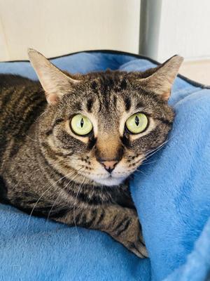 Asriel, adult, available for adoption