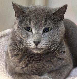 Chandler, adult, available for adoption