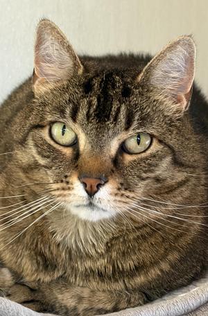 Avida, adult, available for adoption