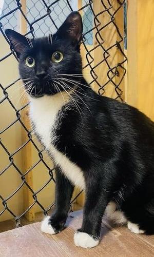 Alden, adult, available for adoption