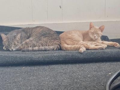 Two cats lying on a black mat