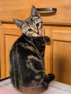 Cider, kitten, available for adoption