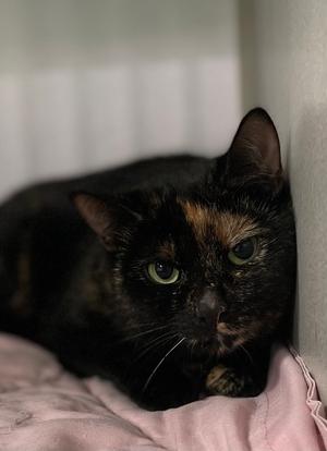 Buffy, adult, available for adoption