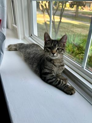 Artemis, kitten, available for adoption