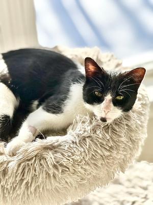 Aoife, young, available for adoption