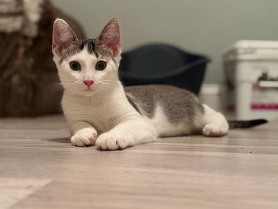Andy (Little Bo Peep), kitten, available for adoption
