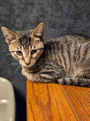 Chai, kitten, available for adoption