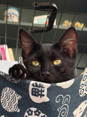Cacao, kitten, available for adoption