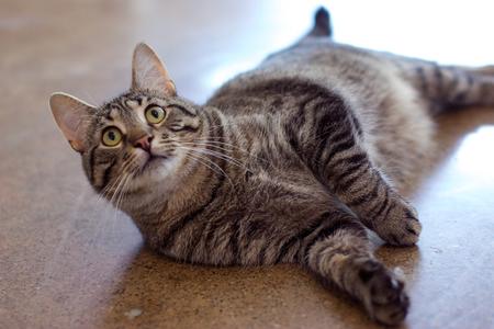 Anrai, adult, available for adoption