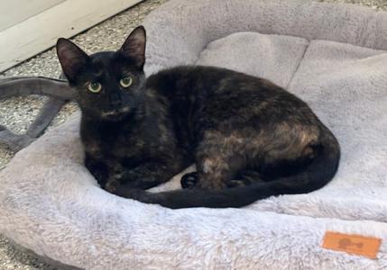 Bellissima, young, available for adoption
