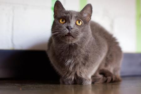 A gray cat with yellow eyes sitting on a wooden floor.