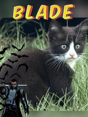 Blade, kitten, available for adoption