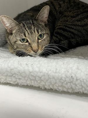 Anais, adult, available for adoption