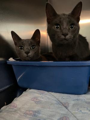 Bonita, kitten, available for adoption