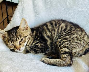 Alecrim, kitten, available for adoption