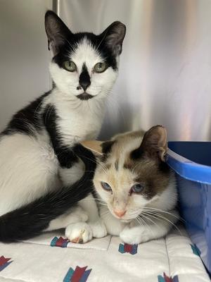 Atlanta, adult, available for adoption