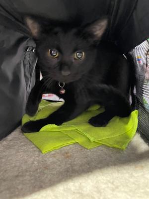 Buddy, young, available for adoption