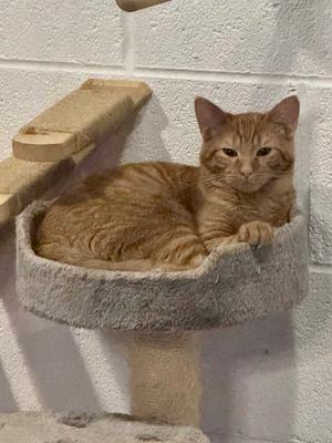 An orange tabby cat lounging on a gray cat tree perch