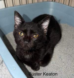 Buster Keaton, kitten, available for adoption