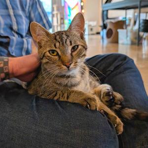 Bones, young, available for adoption