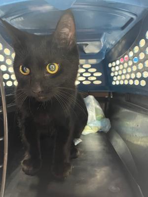 A black cat with yellow eyes sitting inside a blue pet carrier.