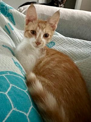 Cheezit, kitten, available for adoption